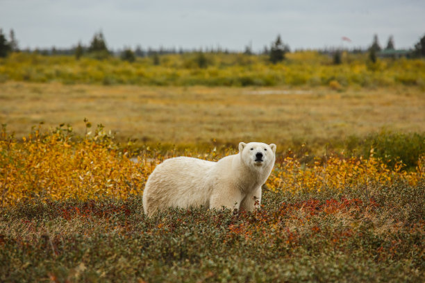 R熊秋天的颜色素材图片