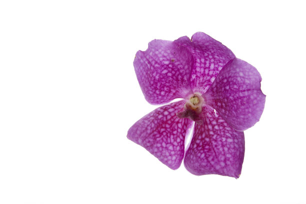 近距离拍摄的美丽的紫色兰花图片下载