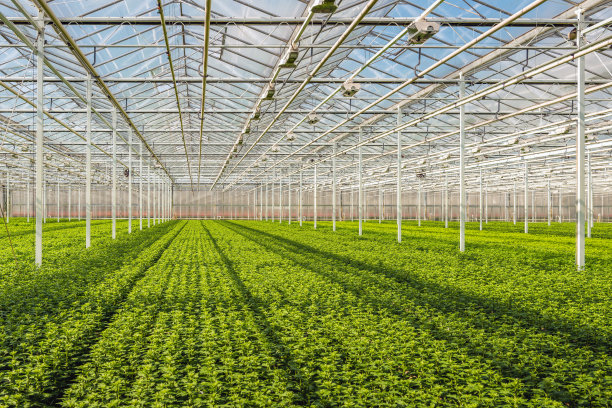 许多小菊花的插枝长排图片下载