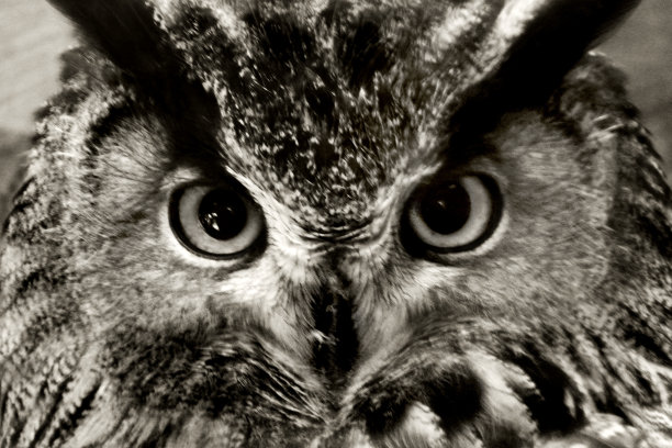 希布大杜克图片下载