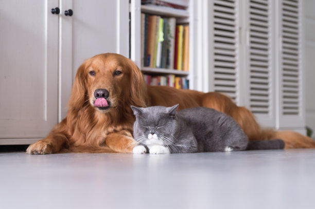 英国短毛猫和金毛猎犬素材图片