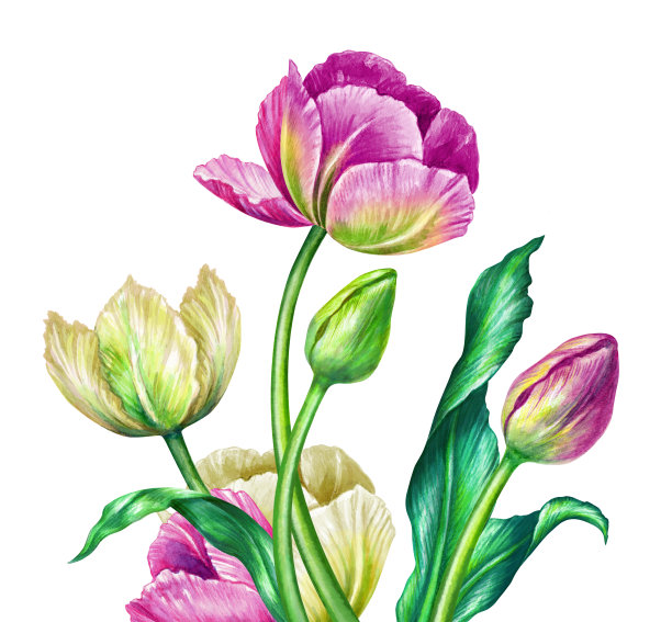 水彩插画，植物艺术，白色春天郁金香，花卉设计元素，美丽的野花，节日贺卡，3月8日，复活节，母亲节，剪贴艺术孤立的白色图片下载