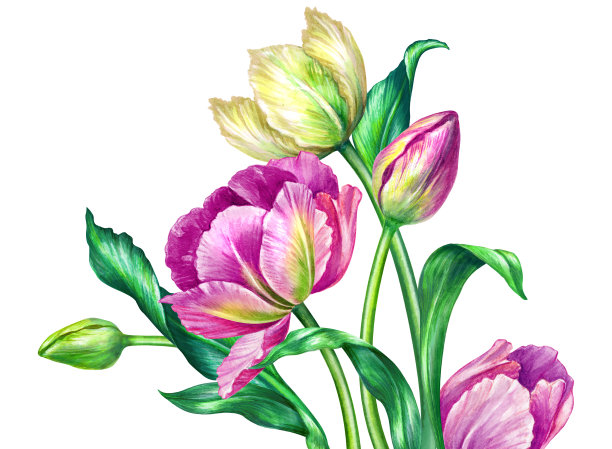 水彩插画，植物艺术，新鲜的春天郁金香，花卉背景，美丽的野花束，妇女节，节日贺卡，母亲节墙纸，孤立的白色图片下载