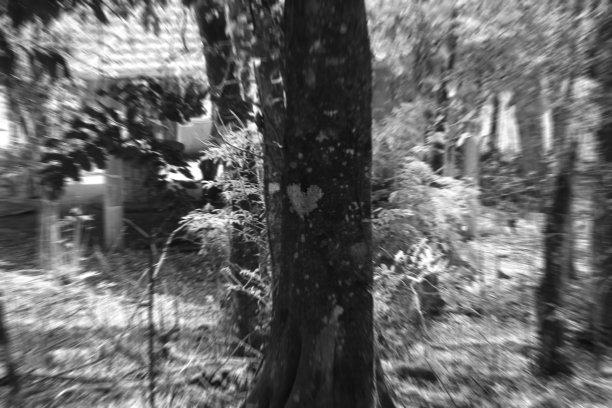 爱之树图片下载