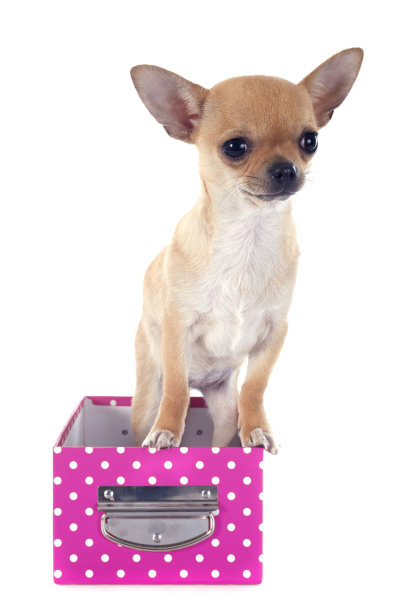 小狗吉娃娃图片下载