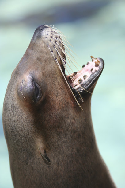 海狮图片下载