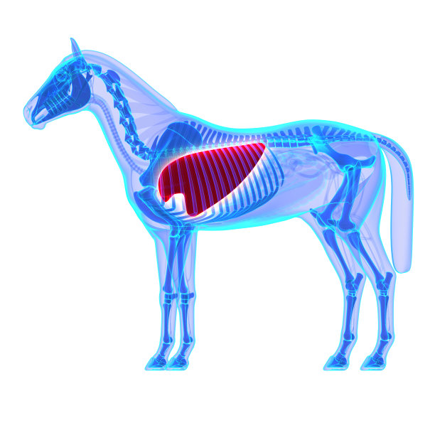 马肺-马的解剖-分离上白色图片下载