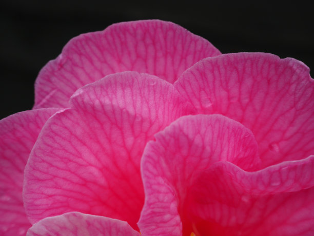 粉红色的山茶花花瓣图片下载