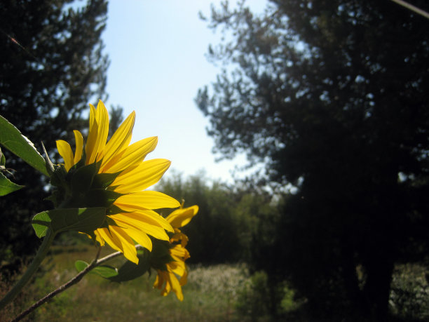 露营之美图片下载