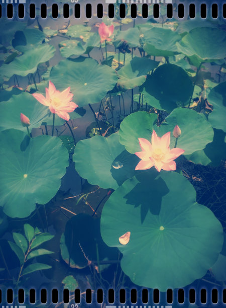 阳光下的荷花图片下载