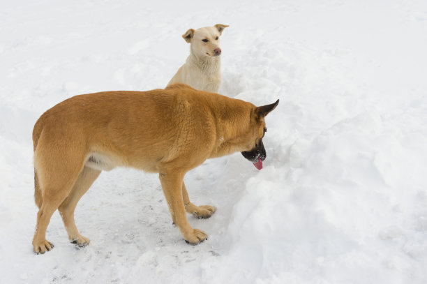 流浪狗在冬天浇水的地方图片下载