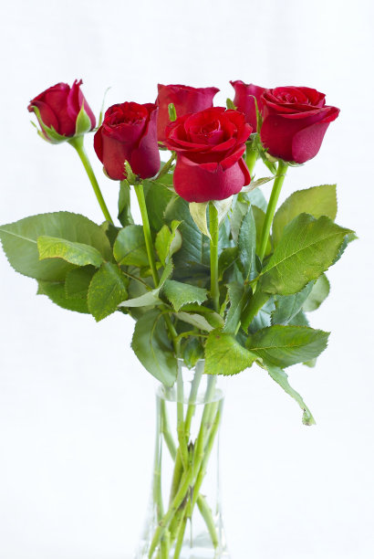 红玫瑰图片下载