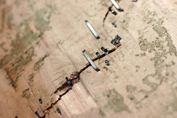 钉木头图片下载