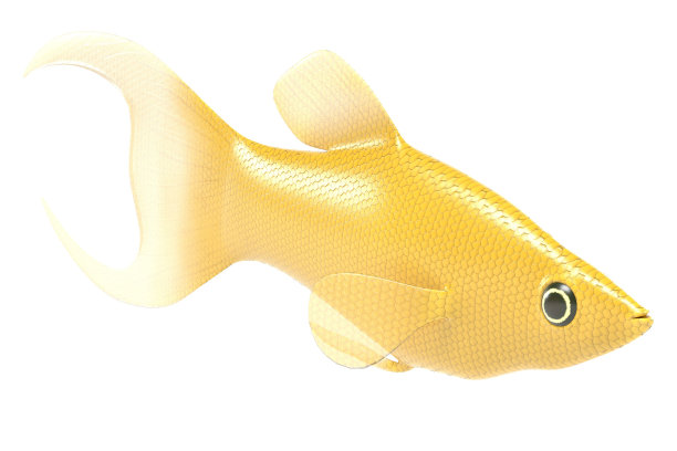 波西利亚孢子图片下载