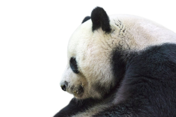 白色背景上孤立的熊猫图片。野生Animam。图片下载