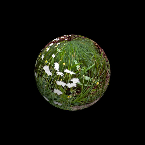 花球体图片下载