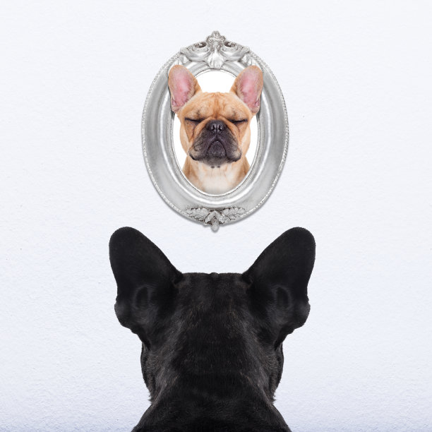 狗在坐标系图片下载