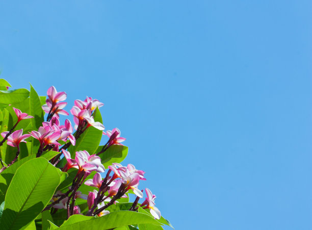 天空中的粉色鸡蛋花图片下载