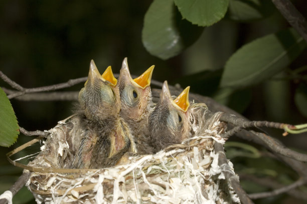 刚刚孵化出的红眼紫罗兰素材图片