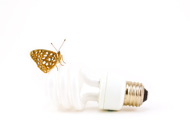 蝴蝶在灯泡图片下载