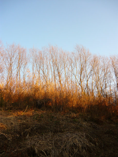 日落在树上图片下载