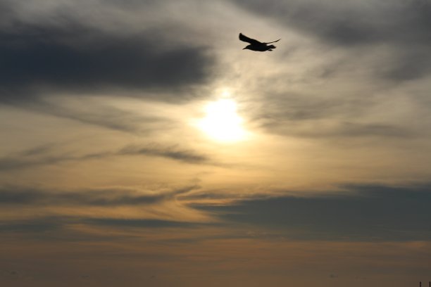 一只海鸥和大海图片下载