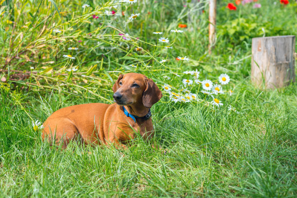 一只棕色的小狗躺在葱翠的草地上图片下载