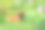 一只棕色的小狗躺在葱翠的草地上图片下载