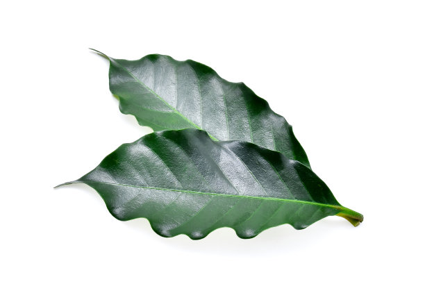 绿色的咖啡叶子孤立在白色的背景上图片下载