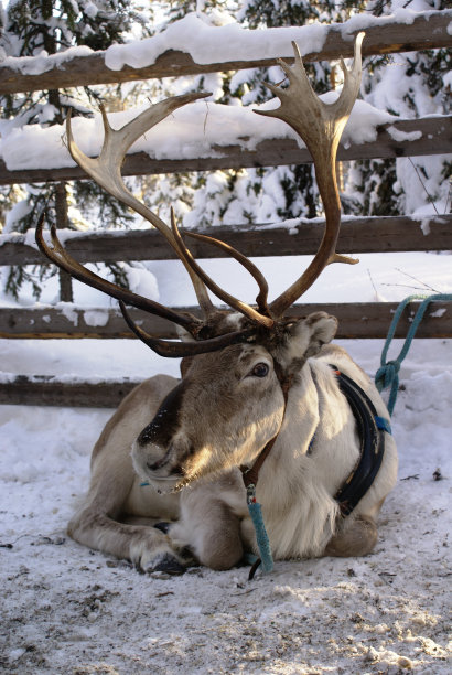 驯鹿在雪地里休息图片下载
