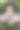 女人捧着花束图片下载