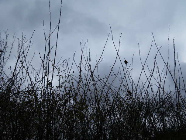 小鸟——麻雀——在灌木丛的树枝中间图片下载