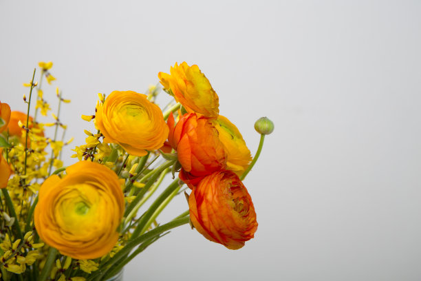 金凤花插在木桌花瓶里图片下载