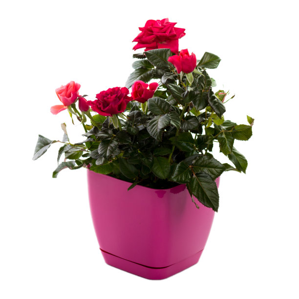花盆里的红玫瑰图片下载