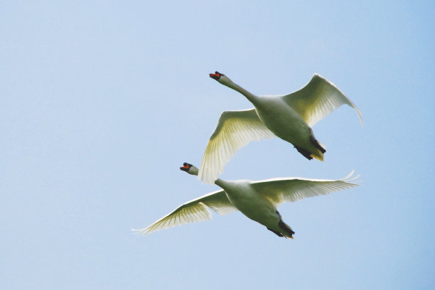 天鹅图片下载