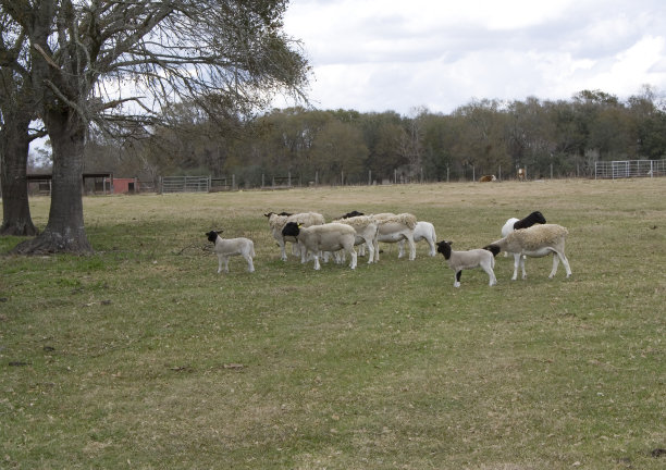 羊图片下载
