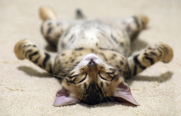 小猫睡图片下载