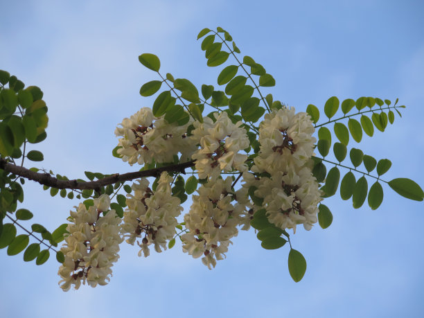 开白花的树图片下载