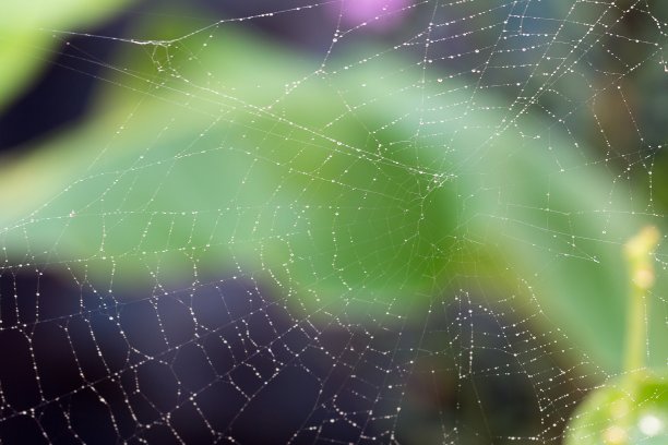 蛛网上的水滴图片下载