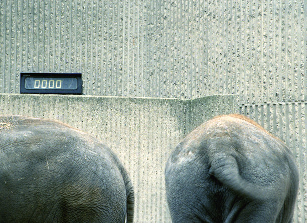 大象的底部图片下载