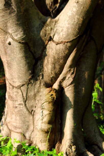 白蚁在树干上的隧道图片下载