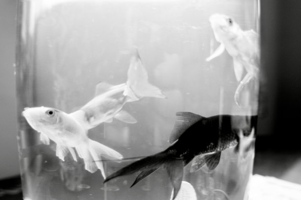 在太空和试管中捕鱼图片下载