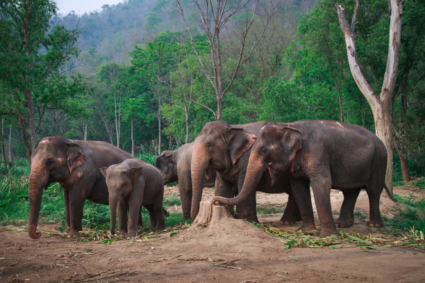 泰国清迈的亚洲象图片下载