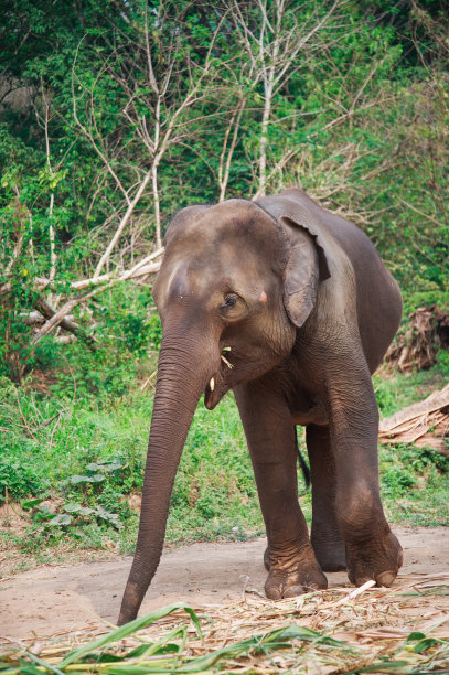 泰国清迈的亚洲象图片下载