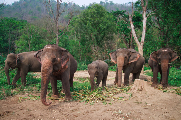泰国清迈的亚洲象图片下载
