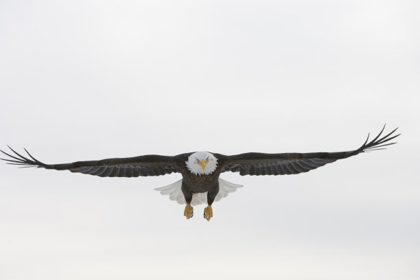 白头海雕图片下载