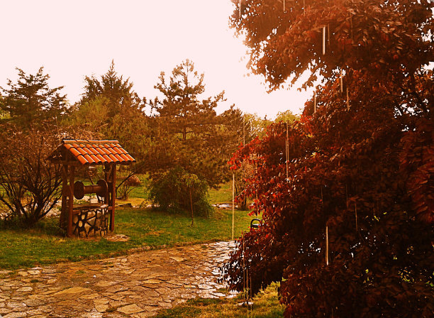 多雨的森林图片下载