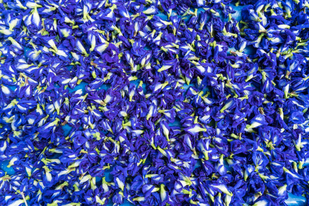 许多蓝豌豆花背景图片下载