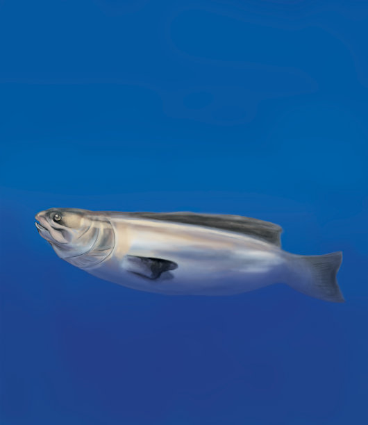 深海里的鱼图片下载