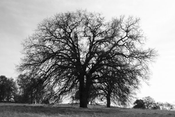 孤独的橡树图片下载